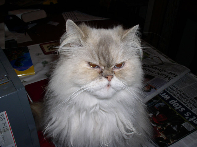 Bagpuss, the cat