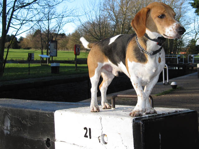Baxter, the dog